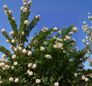 Natchez Crape Myrtle Cuttings (10) – Unrooted White Lagerstroemia for Propagation – UNROOTED CUTTINGS