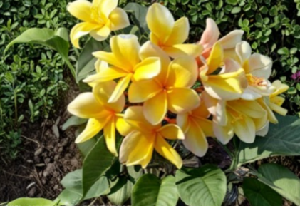Yellow Plumeria 'Aztec Gold' Fresh Cutting – 8–12 Inch Unrooted Frangipani – UNROOTED CUTTINGS