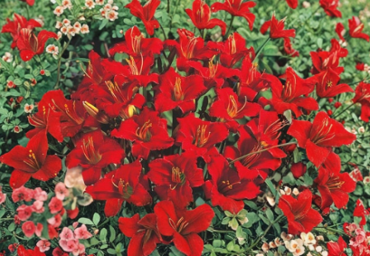 Mixed Daylily Bare Root Plants – Set of 5 | Live Hemerocallis Perennials – Bare Root
