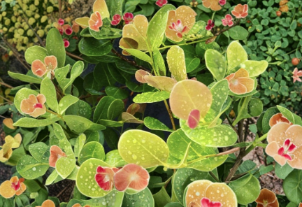 Cocoplum Cuttings – 6 Pack | 12" Unrooted Chrysobalanus icaco Shrub Starts – Plant Cutting