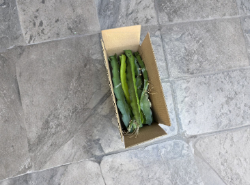 10 Labeled Dragon Fruit Cuttings 8–14 Inch Unrooted Pitaya Cactus for Propagation – Plant Cutting