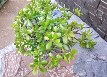Jade Plant Cuttings – 15 Unrooted Crassula Ovata Succulents for Propagation – UNROOTED CUTTINGS