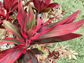 Hawaiian Ti Plant Cuttings | 25-Pack | Green, Pink & Red Hybrid | Cordyline fruticosa – Starter Plant