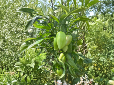 Kendall's Gold Pepino Melon Cuttings – 6 Unrooted Solanum muricatum Starters – Plant Cutting