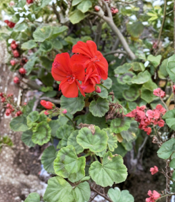 Organic Orange Geranium Cuttings – 6 Unrooted Pelargonium Plants for Propagation – Plant Cutting