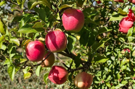 Pink Lady Apple Scionwood – 5 Pack | Fresh-Cut Grafting Scions – Plant Cutting