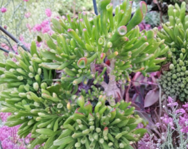 Ogre Ears Jade Cuttings – Crassula ovata 'Gollum' | Set of 3 Unrooted Succulents – Plant Cutting