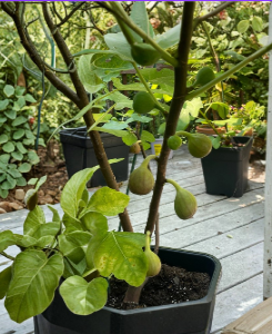 Teramo Fig Cuttings – Set of 3 | Early-Season Unrooted Fig Tree Cuttings – Plant Cutting