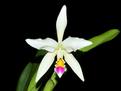 Cattleya Betsy Portilla