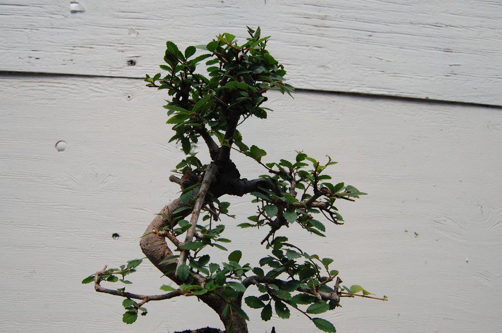 Chinese Elm Bonsai Tree - Curved Trunk Style (Small) – Chinese Elm