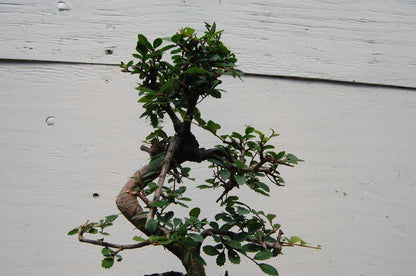 Chinese Elm Bonsai Tree - Curved Trunk Style (Small) – Chinese Elm