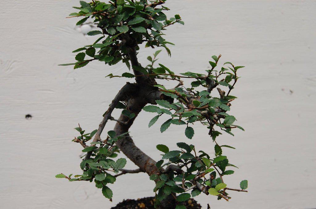 Chinese Elm Bonsai Tree - Curved Trunk Style (Small) – Chinese Elm