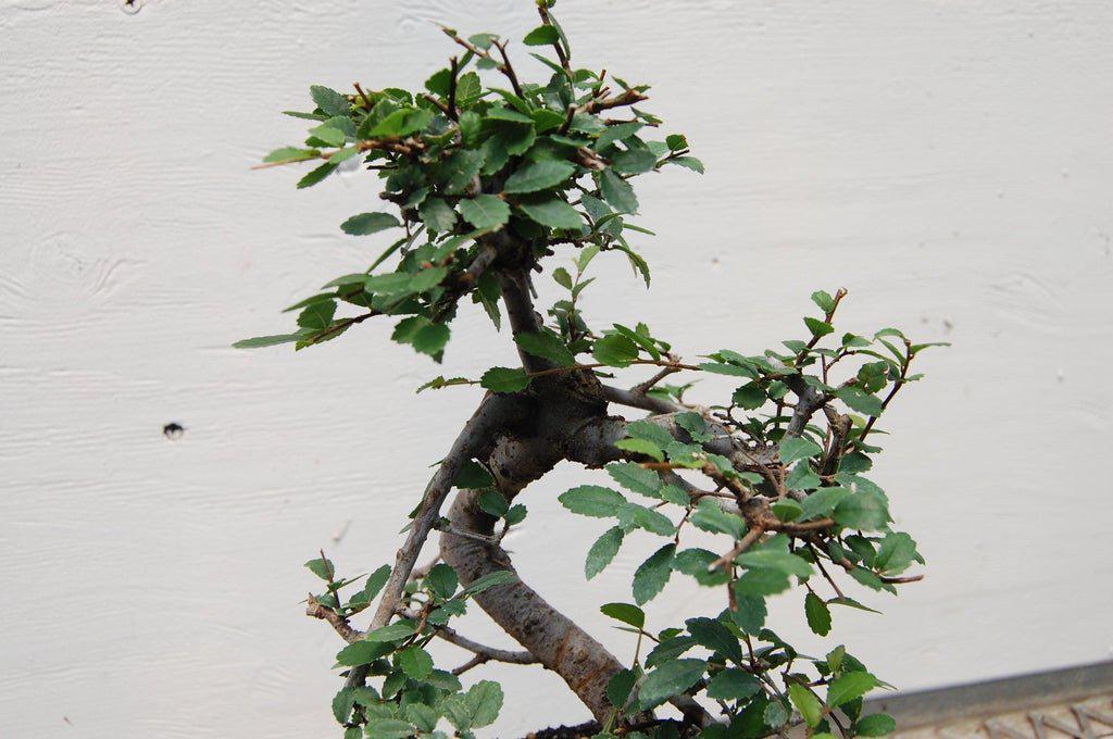 Chinese Elm Bonsai Tree - Curved Trunk Style (Small) – Chinese Elm