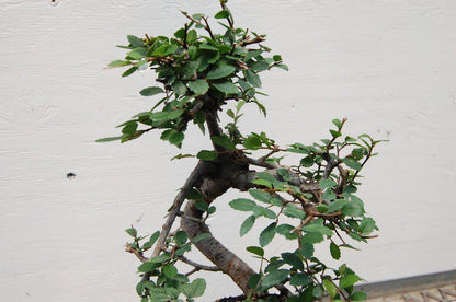 Chinese Elm Bonsai Tree - Curved Trunk Style (Small) – Chinese Elm