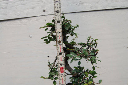 Chinese Elm Bonsai Tree - Curved Trunk Style (Small) – Chinese Elm
