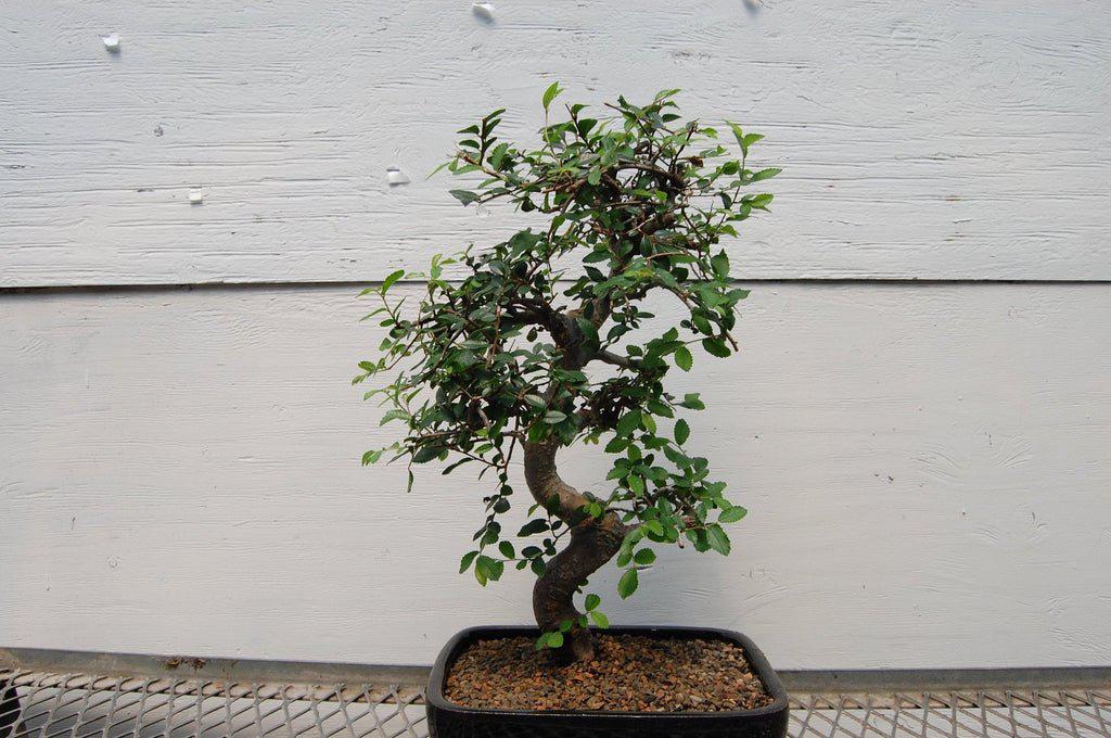 Chinese Elm Bonsai Tree - Curved Trunk Style (Small) – Chinese Elm