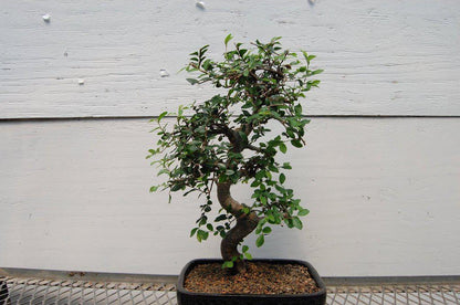Chinese Elm Bonsai Tree - Curved Trunk Style (Small) – Chinese Elm