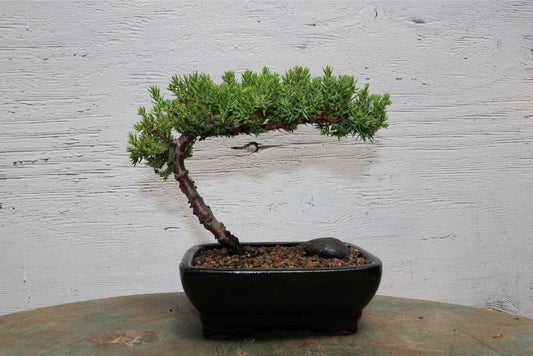 Classic Juniper Bonsai Tree – Japanese Dwarf Evergreen | 8 Years Old, 7–10” Tall