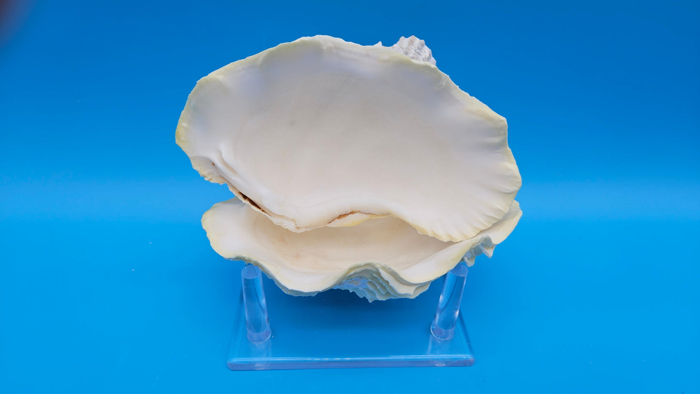Derasa Clam Shell Pair (Tridacna derasa) – 5.5