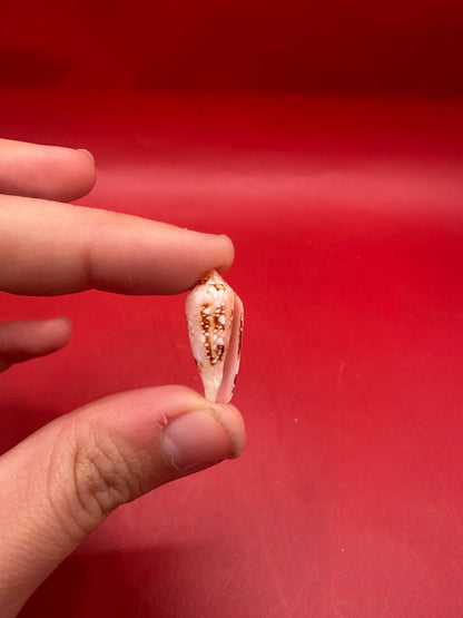 Ambassador Cone Shell 23mm – Conus legatus with Documentation