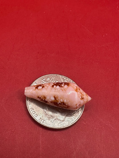 Ambassador Cone Shell 23mm – Conus legatus with Documentation