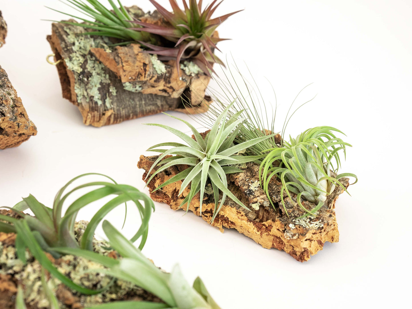 Medium Cork Bark Display with 4 Tillandsia Air Plants & Waterproof Glue -  Approximately 7 X 9 Inches