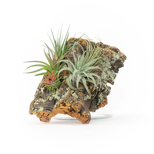 Medium Cork Bark Display with 4 Tillandsia Air Plants & Waterproof Glue -  Approximately 7 X 9 Inches