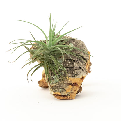 Cork Bark Chunk Display with Assorted Tillandsia Air Plant - Approximately 2 x 4 Inches