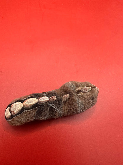 Small Cryptoplax oculata Chiton Display Shell – Documented Specimen from the Philippines