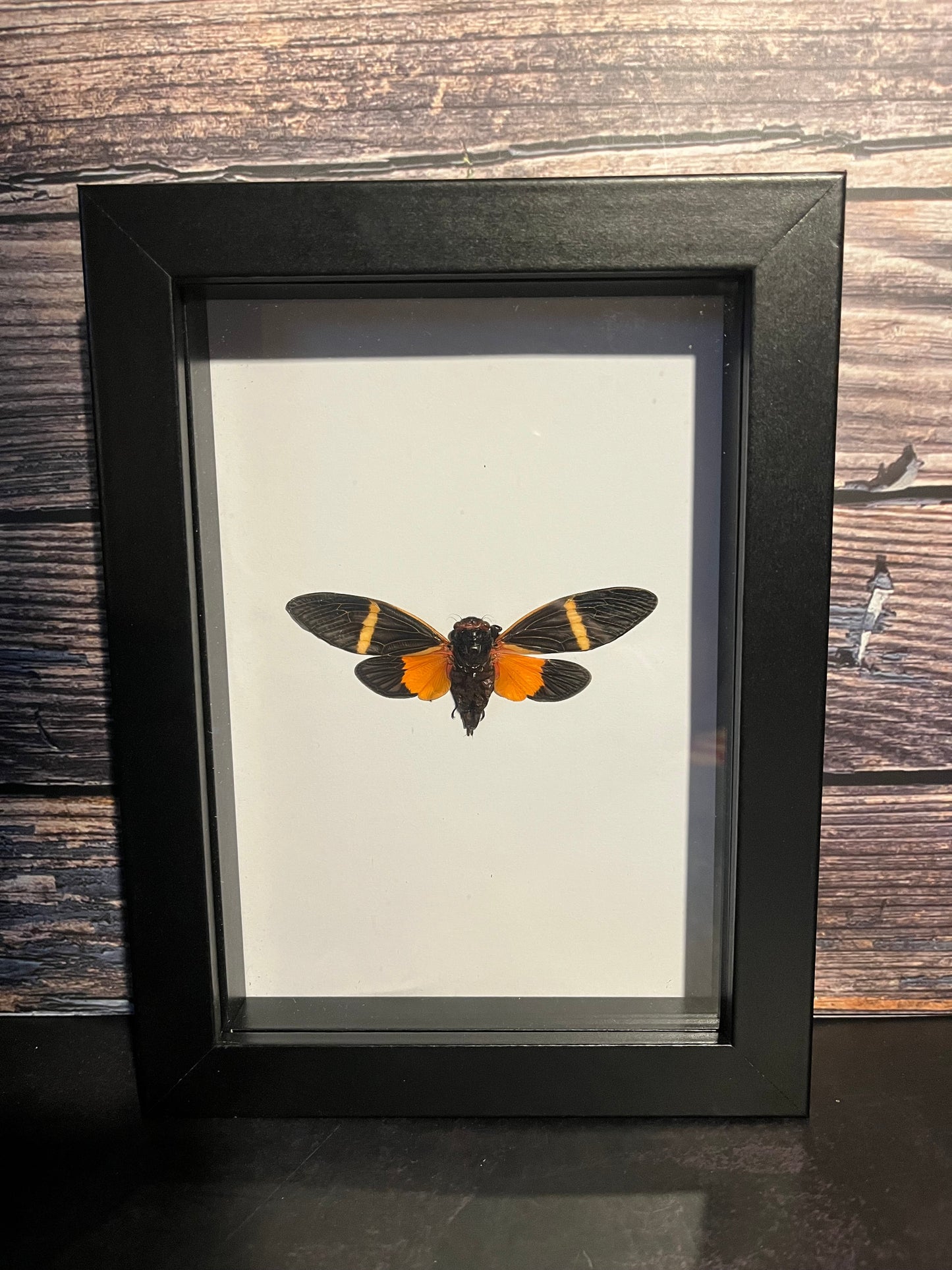 Real Orange Cicada (Bequartina electa) Frame