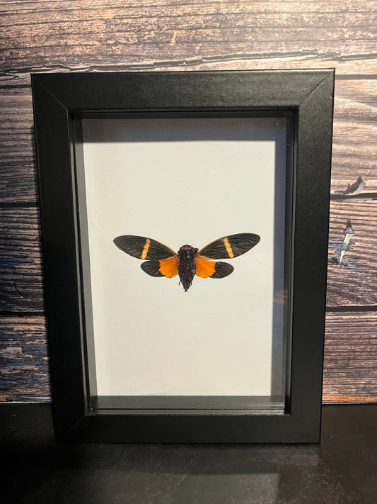 Real Orange Cicada (Bequartina electa) Frame