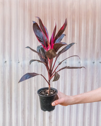 Cordyline 'Calypso Queen' – Indoor Plants