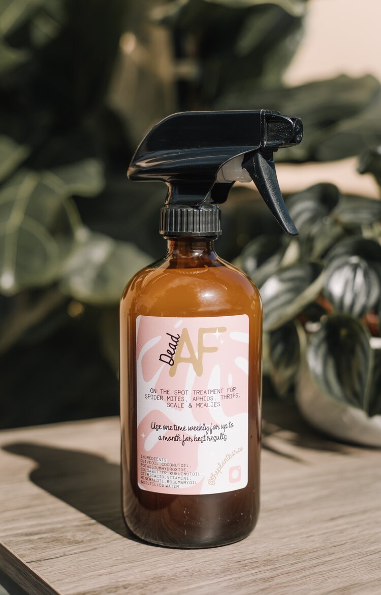 Natural Insecticide Spray for Houseplants - SAFE FOR PETS! - Kills Mealybugs, Thrips, Spider Mites, Aphids & Scale