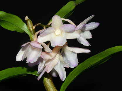 Dendrobium cumulatum