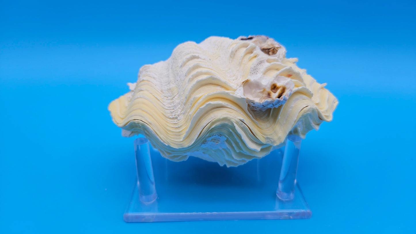 Derasa Clam Shell Pair (Tridacna derasa) – 5.5