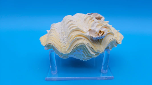 Derasa Clam Shell Pair (Tridacna derasa) – 5.5