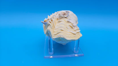 Derasa Clam Shell Pair (Tridacna derasa) – 5.5