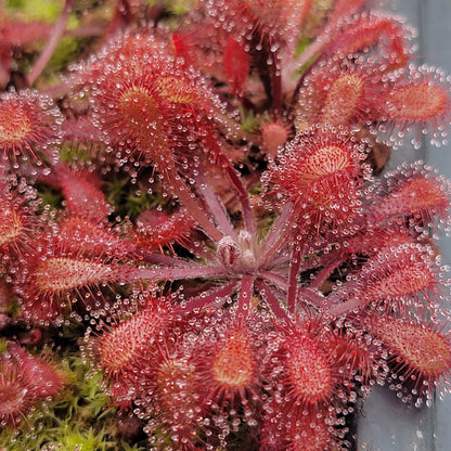 Drosera x snyderi Sundew | Live Carnivorous Plant – Drosera