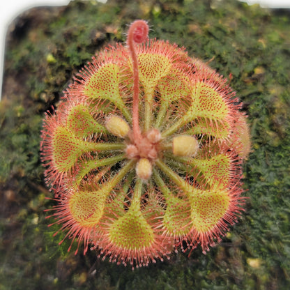 Drosera burkeana Sundew | Live Carnivorous Plant – Drosera
