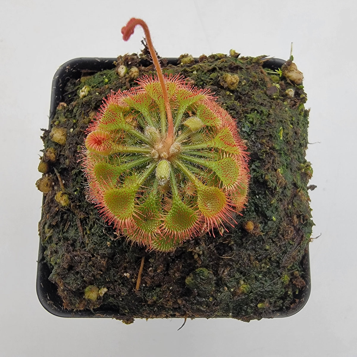 Drosera burkeana Sundew | Live Carnivorous Plant – Drosera