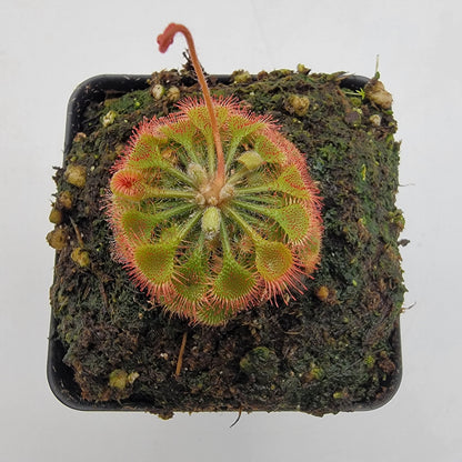 Drosera burkeana Sundew | Live Carnivorous Plant – Drosera