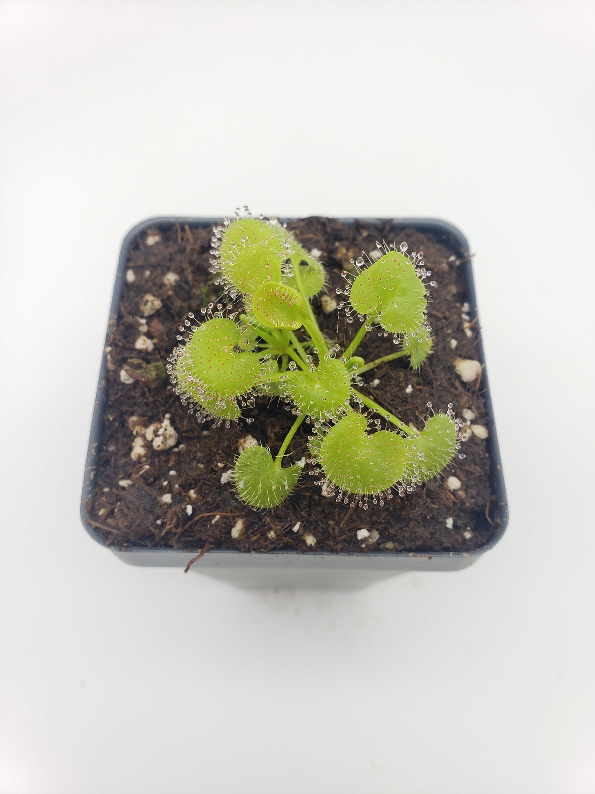 Drosera prolifera Live Carnivorous Plant | Hens and Chicks Sundew – Drosera