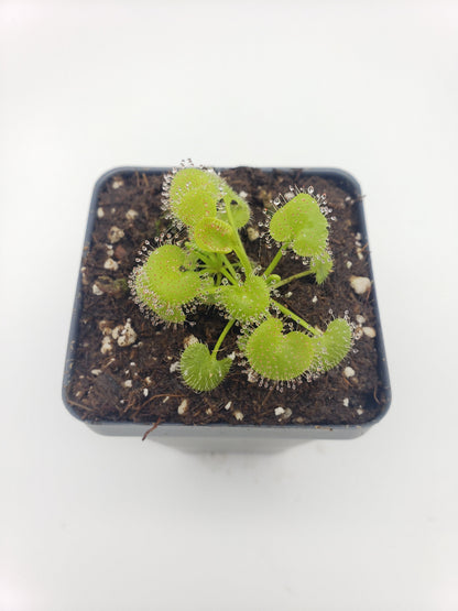 Drosera prolifera Live Carnivorous Plant | Hens and Chicks Sundew – Drosera