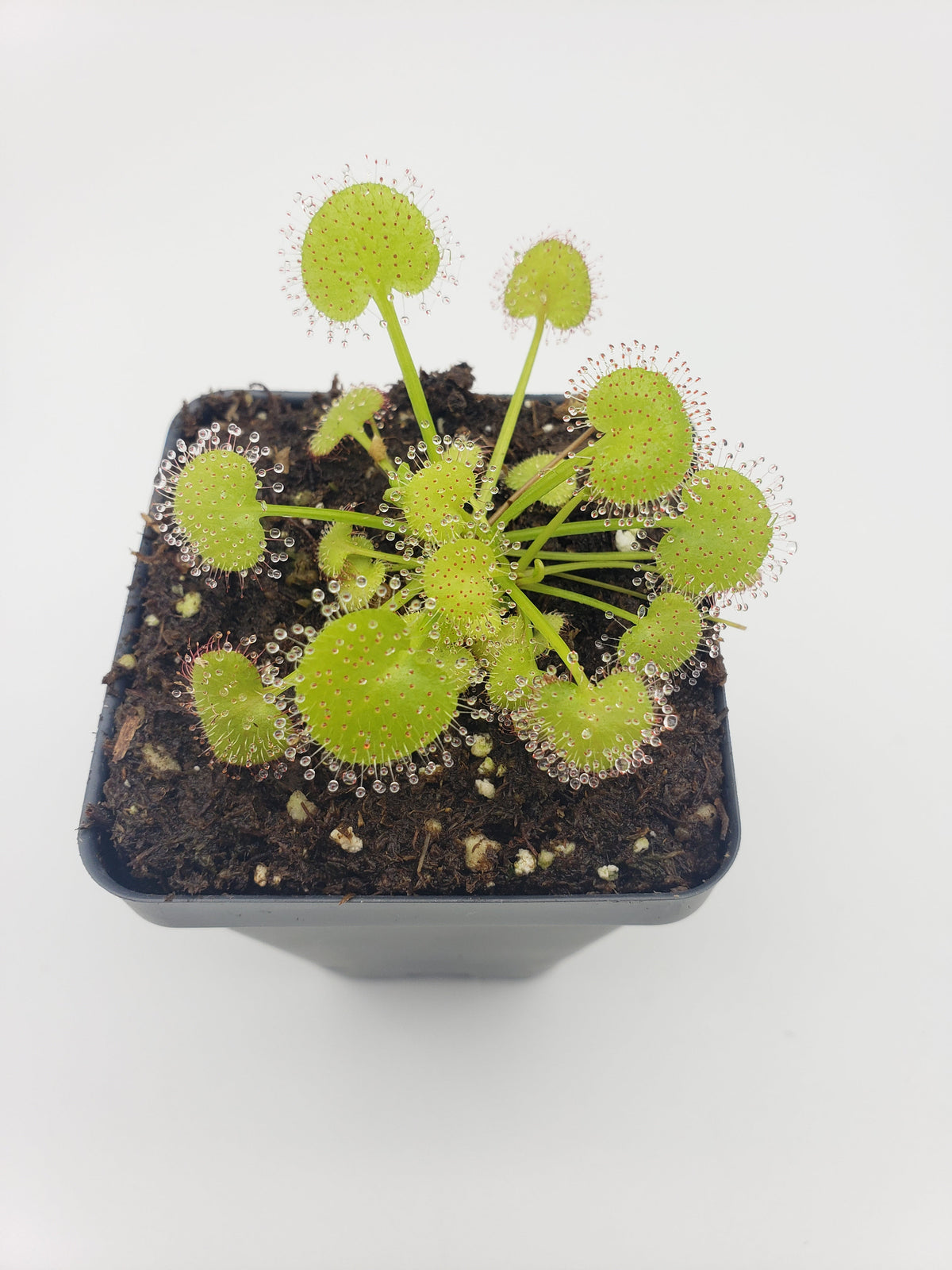 Drosera prolifera Live Carnivorous Plant | Hens and Chicks Sundew – Drosera