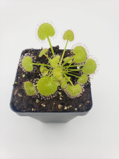 Drosera prolifera Live Carnivorous Plant | Hens and Chicks Sundew – Drosera