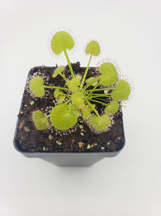 Drosera prolifera Live Carnivorous Plant | Hens and Chicks Sundew – Drosera