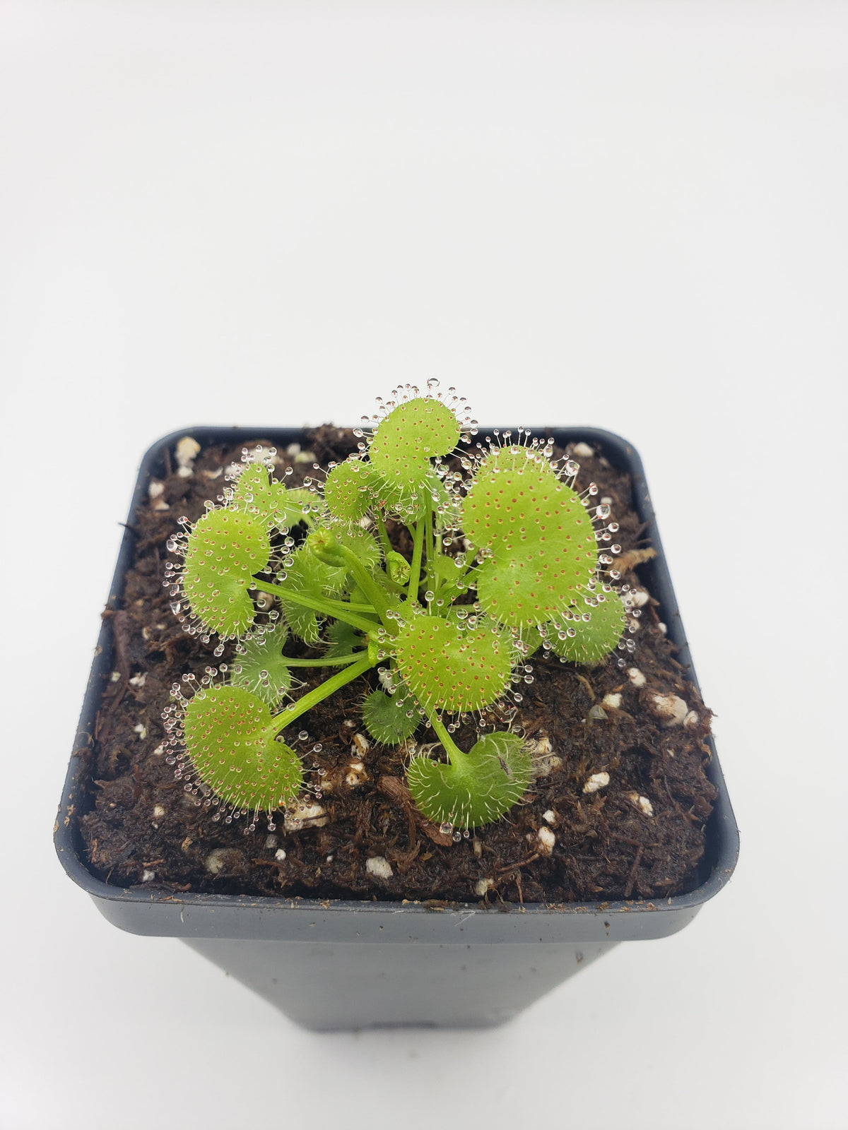 Drosera prolifera Live Carnivorous Plant | Hens and Chicks Sundew – Drosera