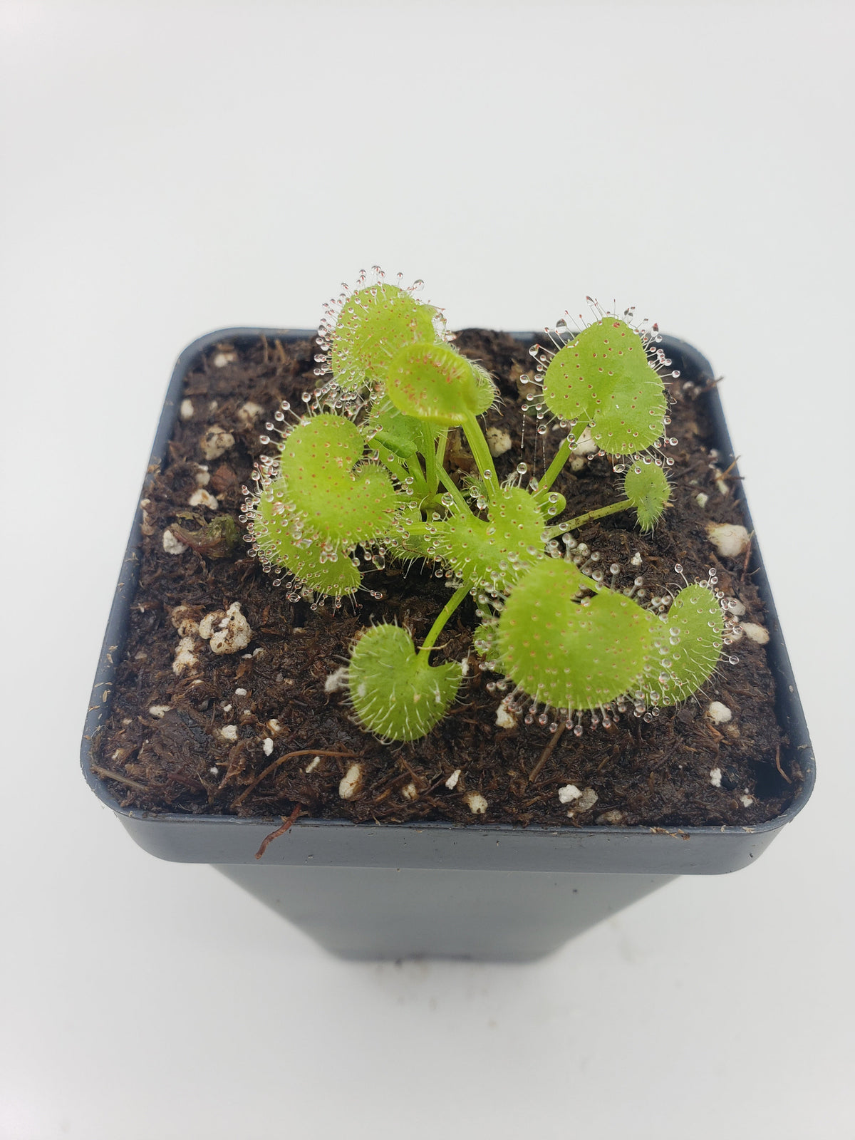 Drosera prolifera Live Carnivorous Plant | Hens and Chicks Sundew – Drosera