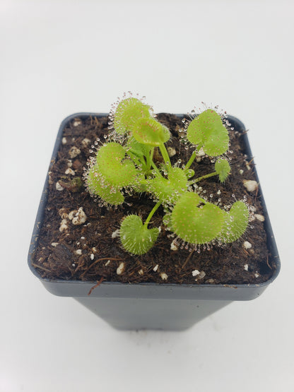 Drosera prolifera Live Carnivorous Plant | Hens and Chicks Sundew – Drosera