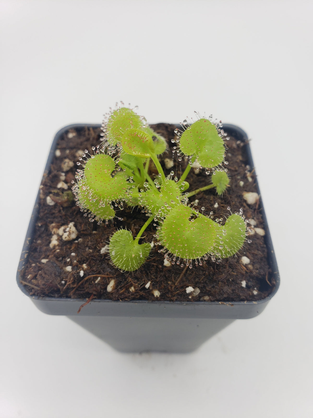 Drosera prolifera Live Carnivorous Plant | Hens and Chicks Sundew – Drosera